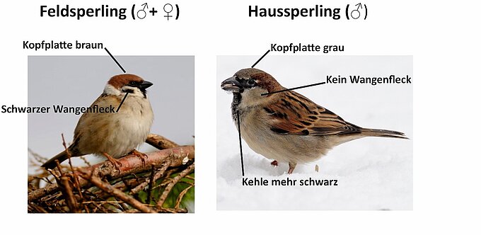 Unterscheidungsmerkmale Haussperling <=> Feldsperling