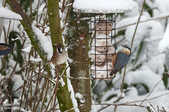 Kleiber und Feldsperling, Foto: NABU Willich Klaus Keipke