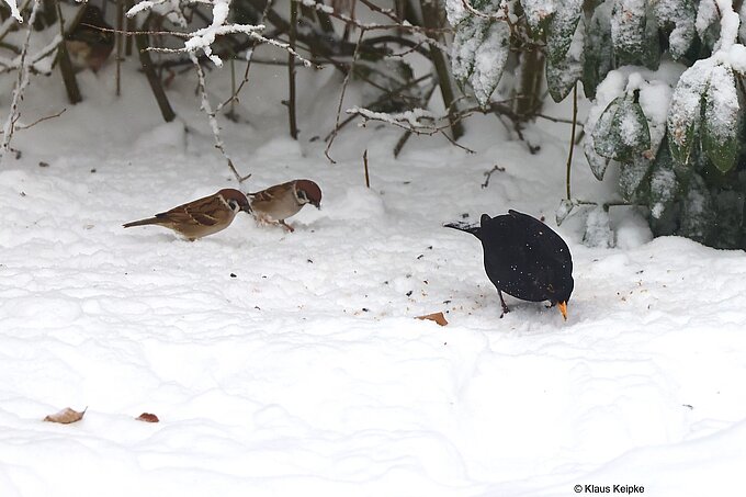 Feldsperling und Amsel, Foto: NABU Willich Klaus Keipke